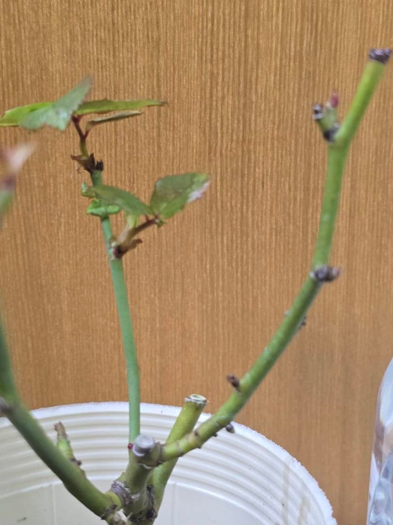 S様✦バラ苗✦ꕥ。.ご確認用ページꕤ‿ꕤ.。