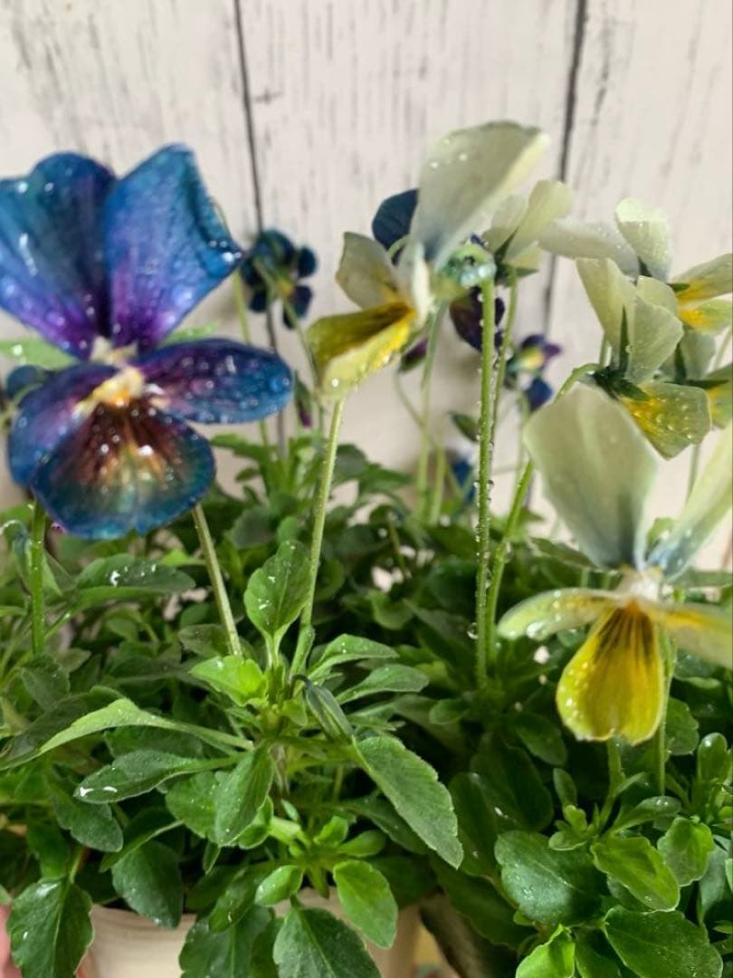 M*I様 パルプンテ　1苗 すみれ図鑑　1苗 shuta's selection