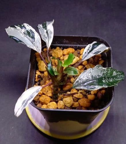 Bucephalandra sp. Motleyana Variegata　小株