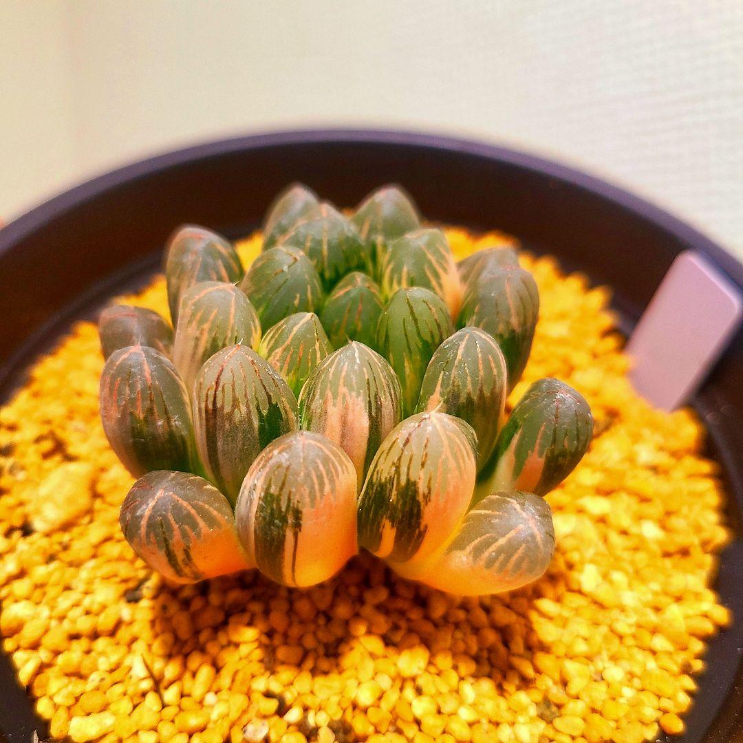 丸葉オブツーサ錦 親株 極上株 多肉植物 ハオルチア アロエ