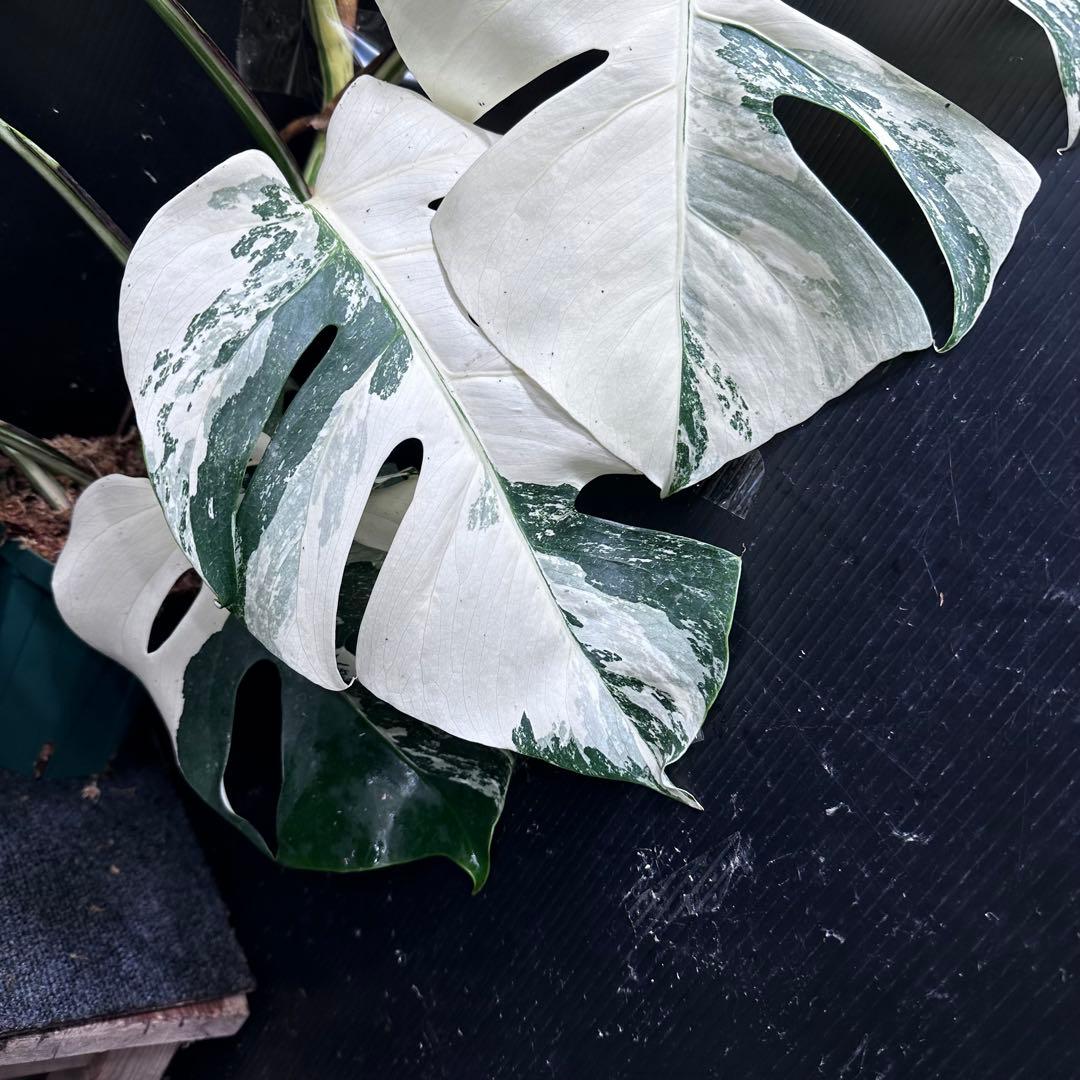 4*8様 斑入りモンステラ ホワイトタイガー極美大株75cm白斑多