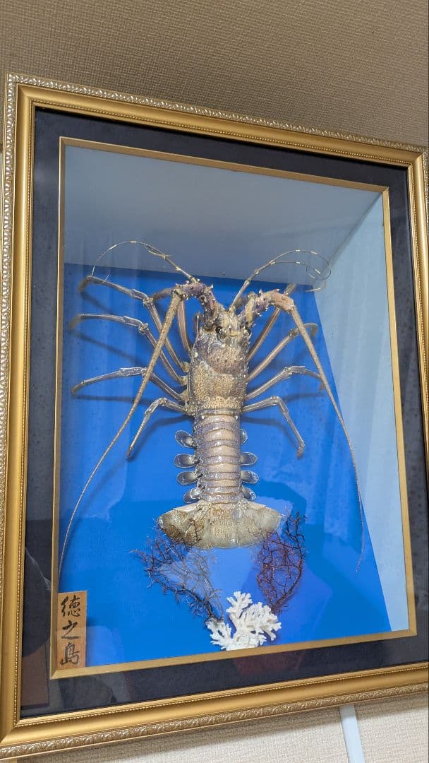 伊勢海老剥製　標本　額装