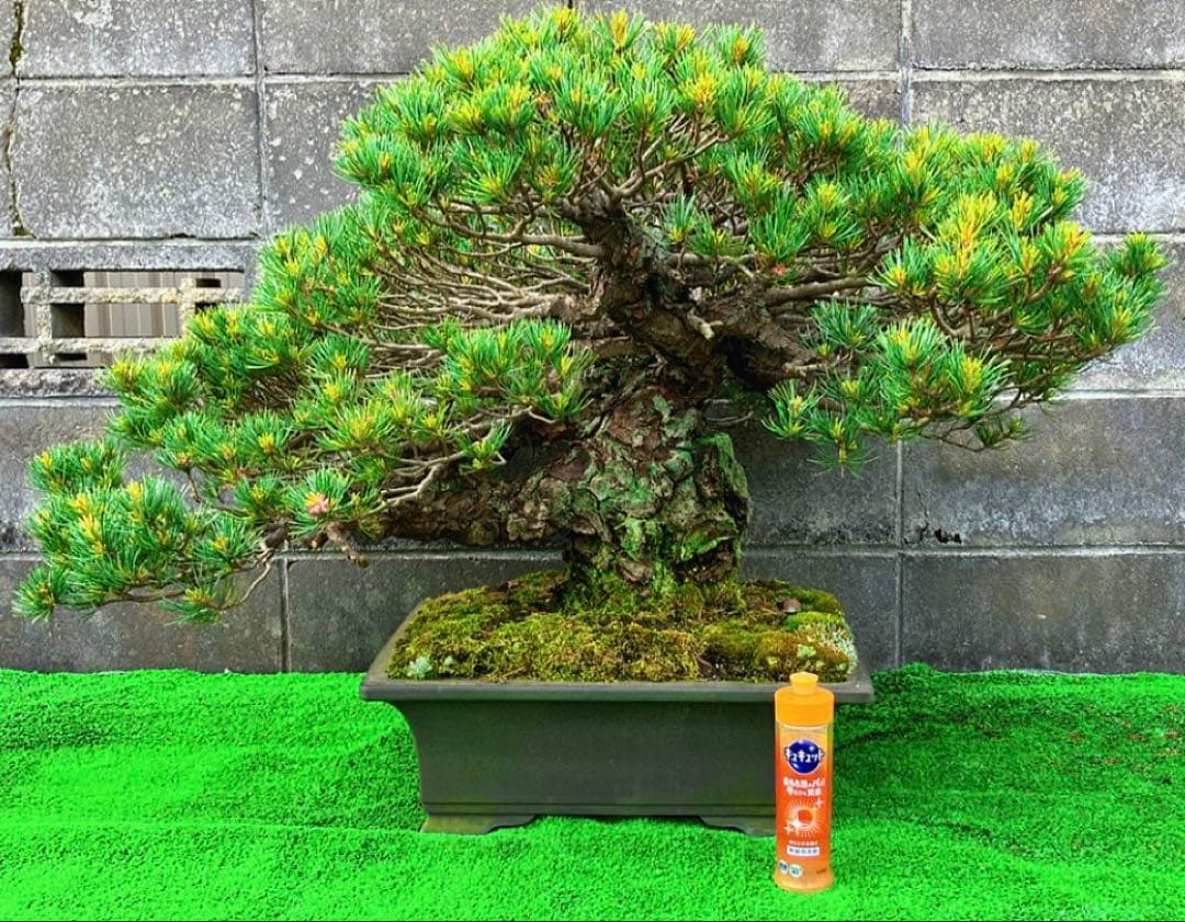 五葉松(四国銀八房)盆栽