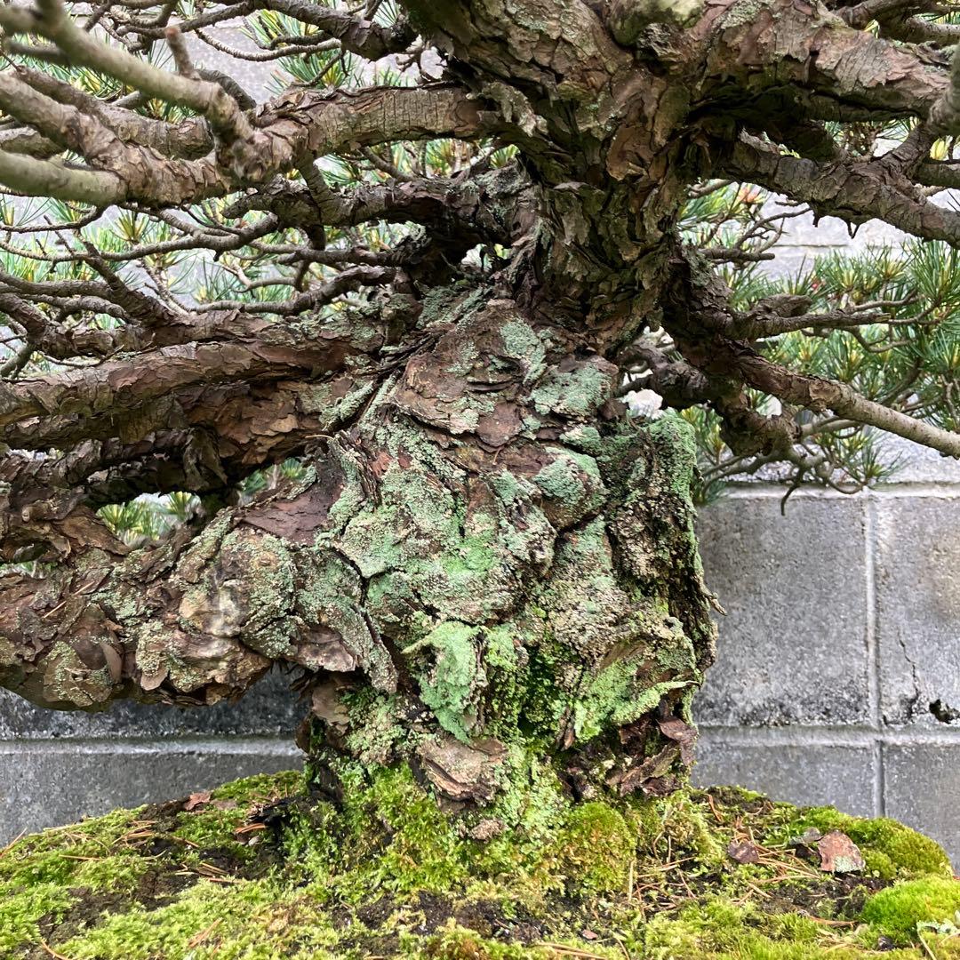 五葉松(四国銀八房)盆栽