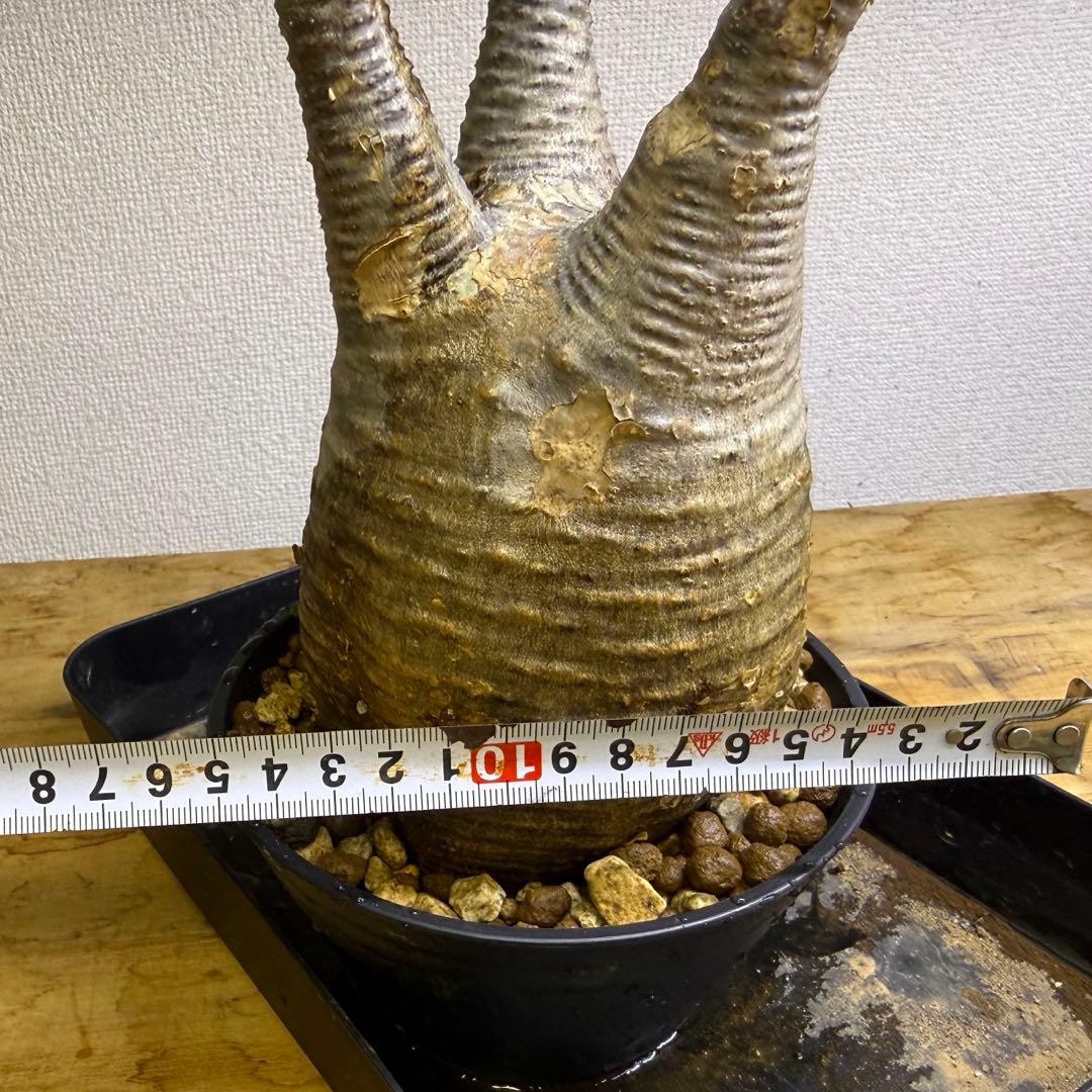 パキポディウム グラキリス 現地球 発根管理中