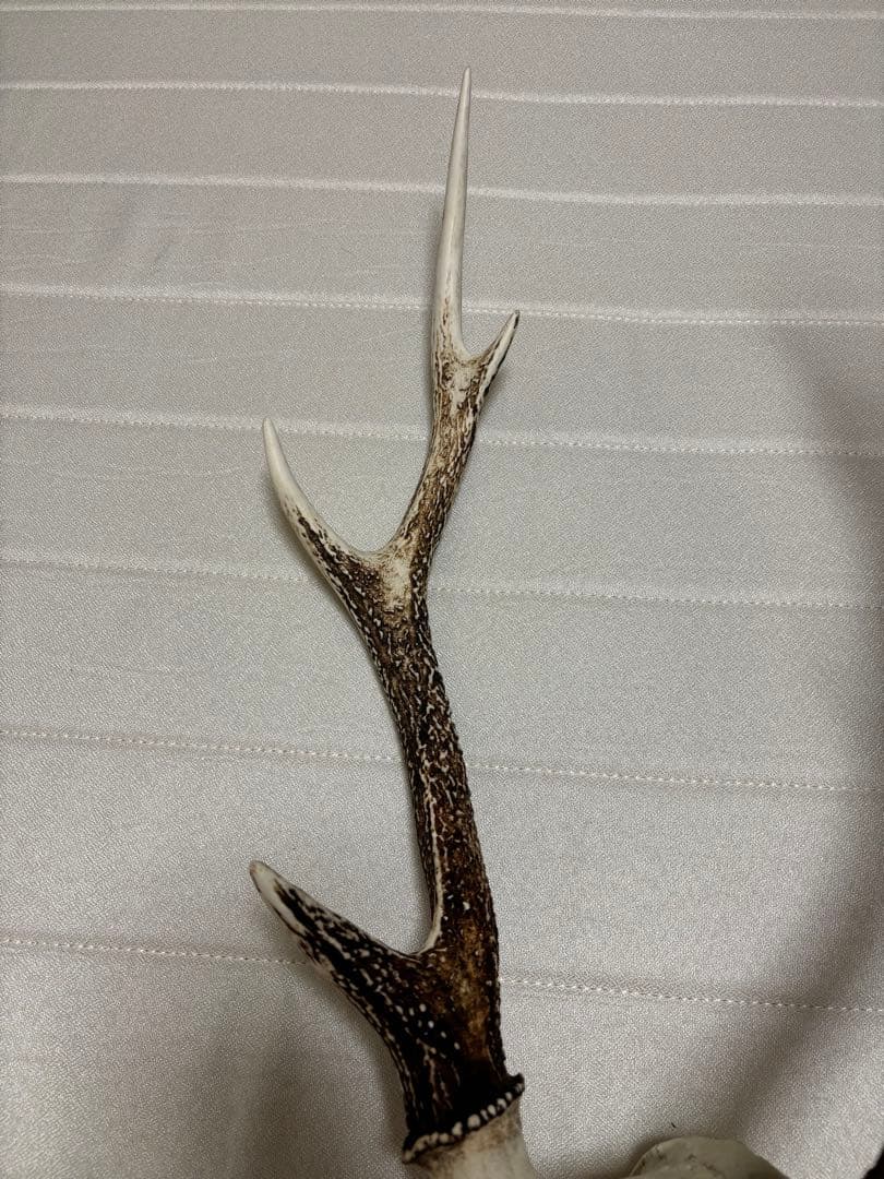 キュウシュウジカの角(頭骨付き)①