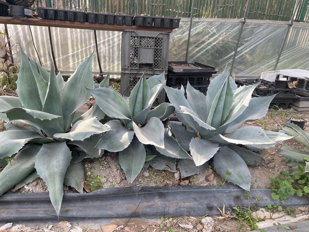 オバティフォリア vanquish様用(真ん中)