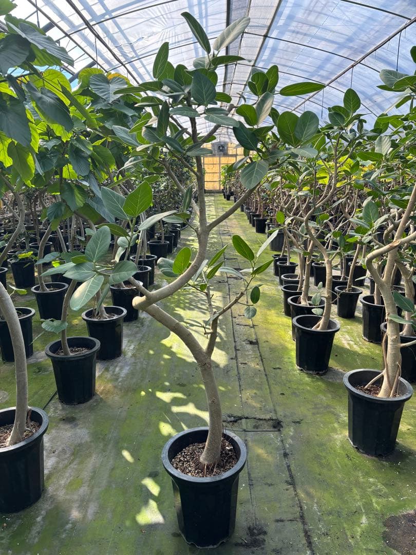 螺旋状のベンガレンシス10号　160センチ　現品