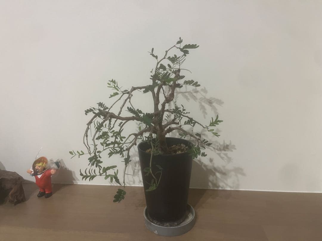 くびれ　センナ　メリディオナリス 黒ポット