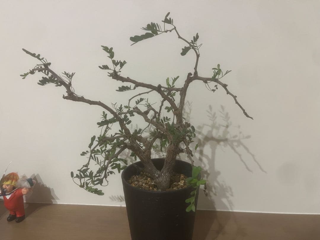 くびれ　センナ　メリディオナリス 黒ポット