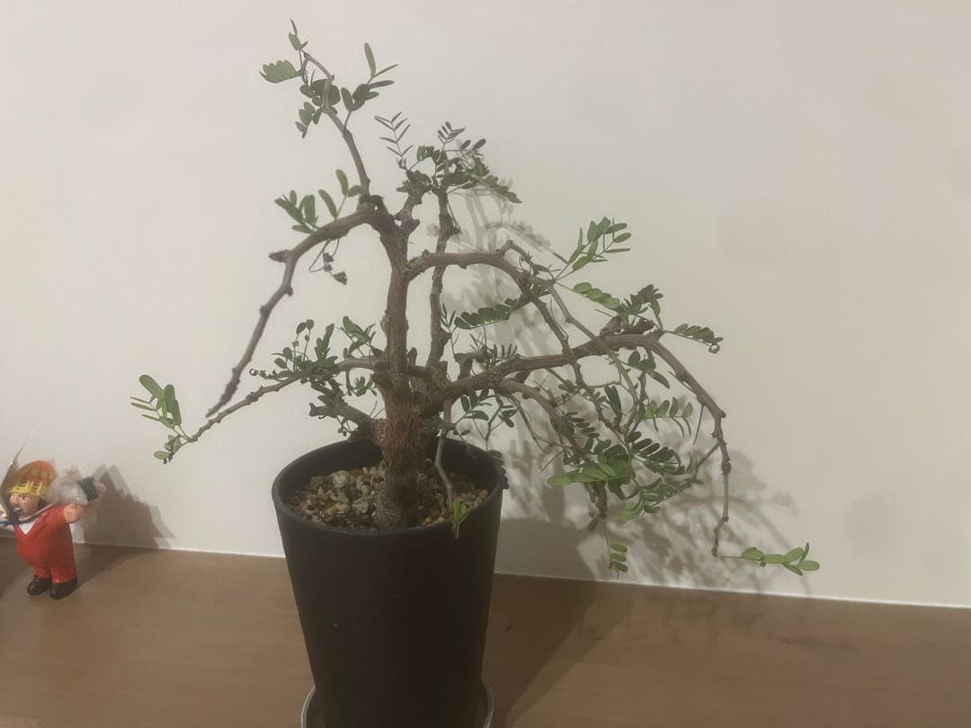 くびれ　センナ　メリディオナリス 黒ポット