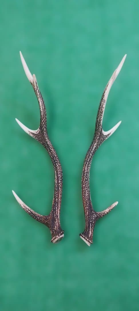 大型日本鹿の天然角 約60cm 左右 2本セット