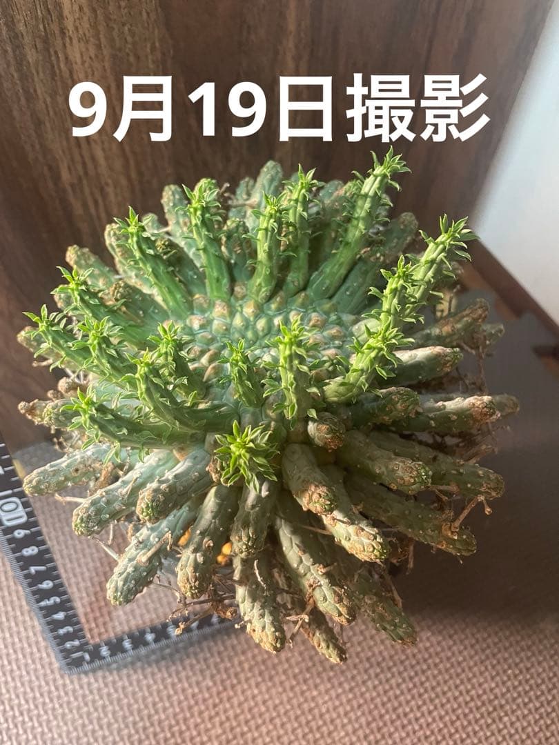 ユーフォルビアフスカ　現地株　発根済み