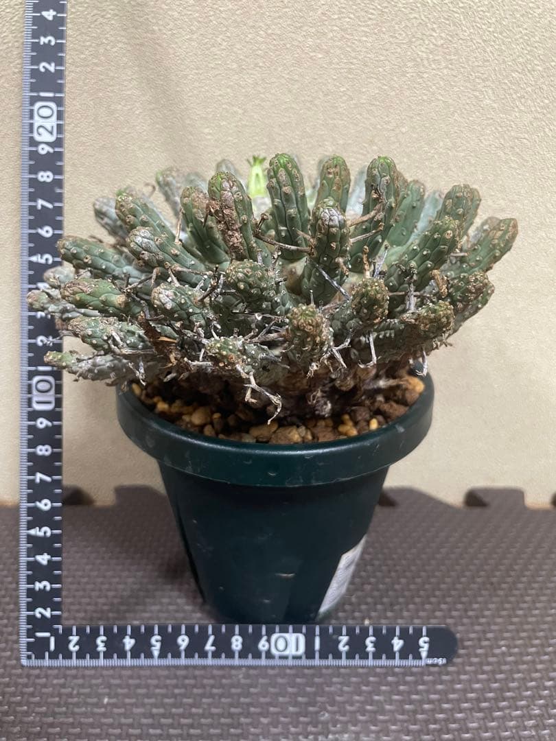 ユーフォルビアフスカ　現地株　発根済み