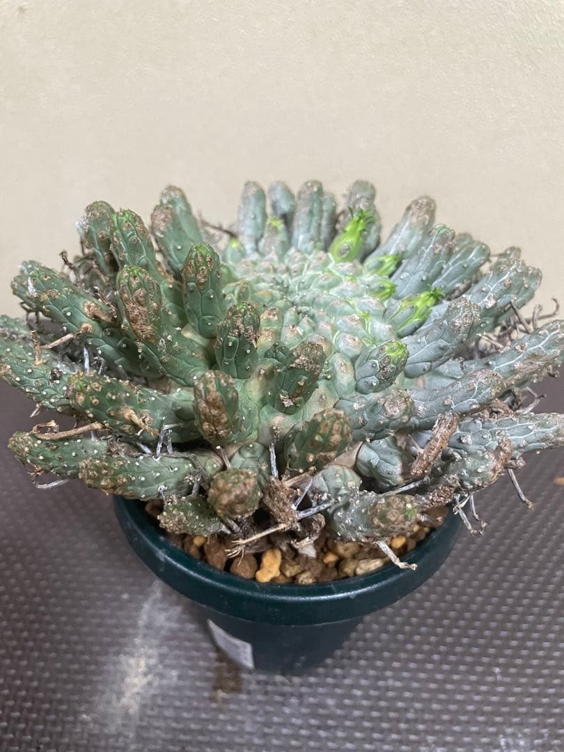 ユーフォルビアフスカ　現地株　発根済み