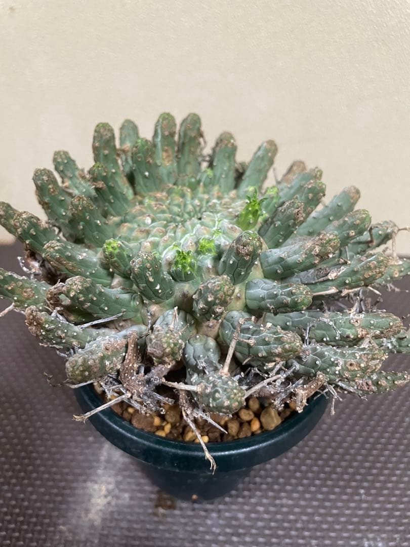 ユーフォルビアフスカ　現地株　発根済み