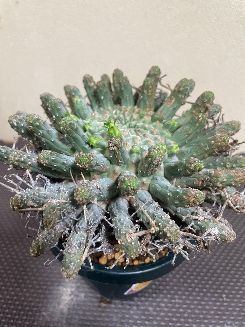 ユーフォルビアフスカ　現地株　発根済み