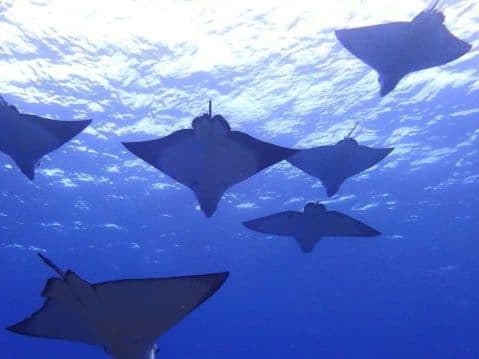 8700⤵️❇ぶっ飛びムササビ？南海のエイ群れ？アロー・アンスリューム 8号鉢
