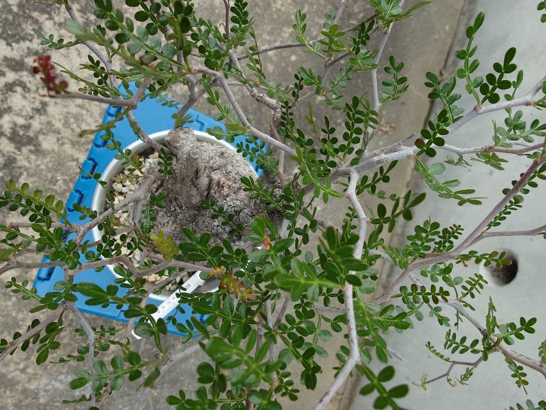 オペルクリカリア パキプス