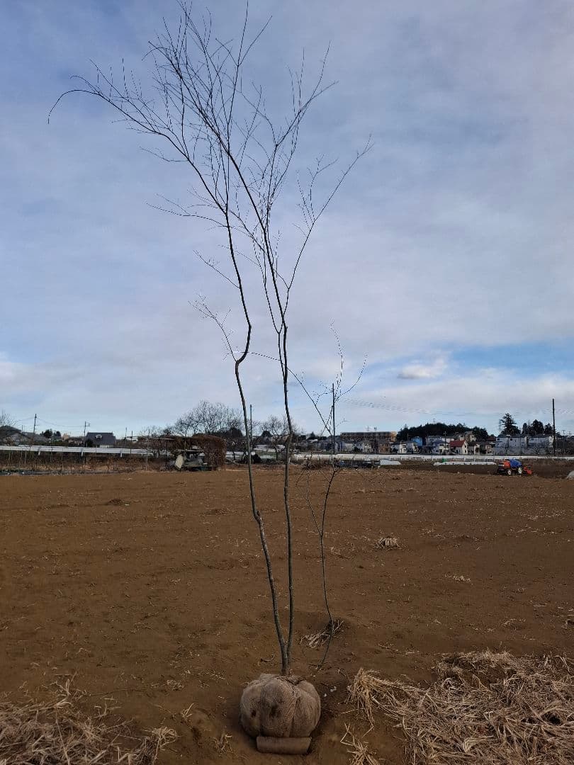 ヤマモミジ 山彩り ――アオダモ アオハダ モミジ 雑木 ――