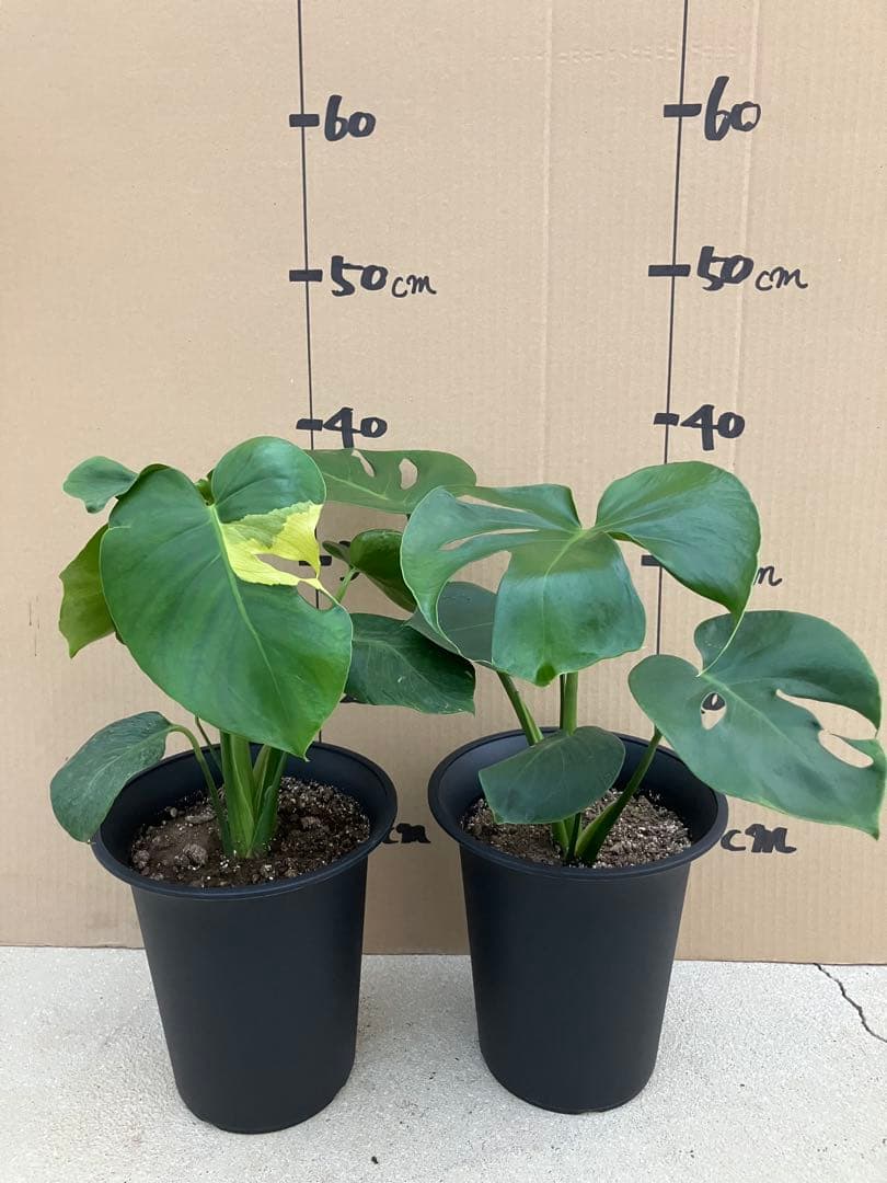 モンステラ　デリシオーサ実生株　斑入り　変異株丸葉　2鉢セット