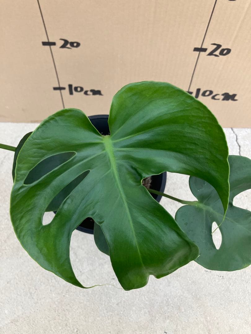 モンステラ　デリシオーサ実生株　斑入り　変異株丸葉　2鉢セット