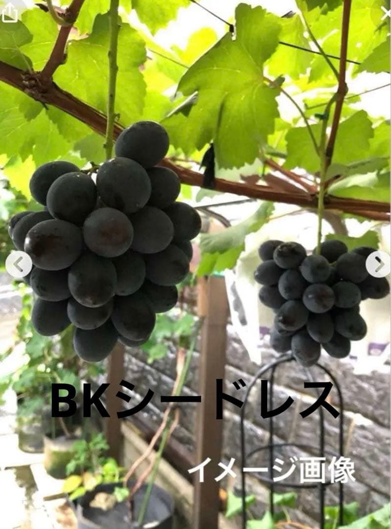長野パープル苗木 直立4本出し　BKシードレス苗木セット