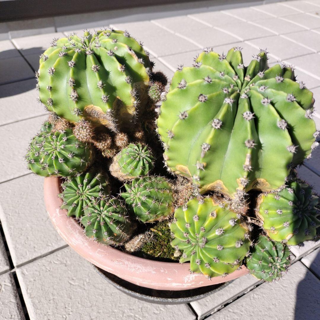短毛丸　寄せ植え