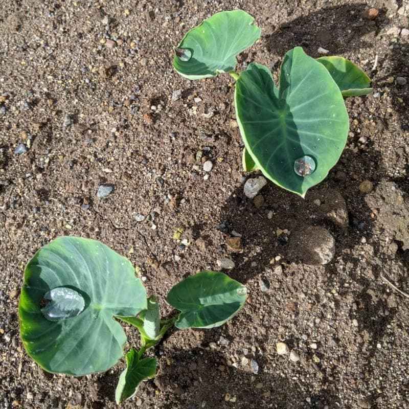 里芋の種、大量５００粒＋マリーゴールド花種＋全国匿名送料無料です