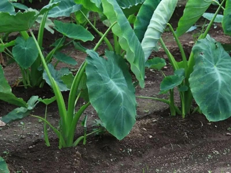 里芋の種、大量５００粒＋マリーゴールド花種＋全国匿名送料無料です