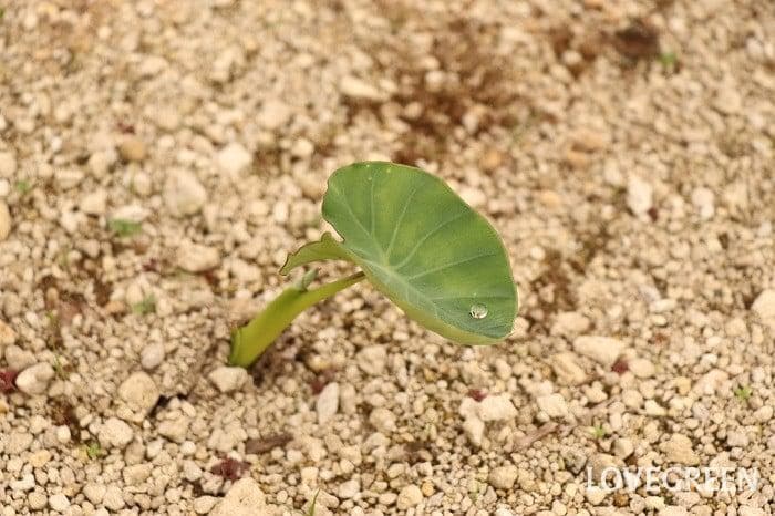 里芋の種、大量５００粒＋マリーゴールド花種＋全国匿名送料無料です
