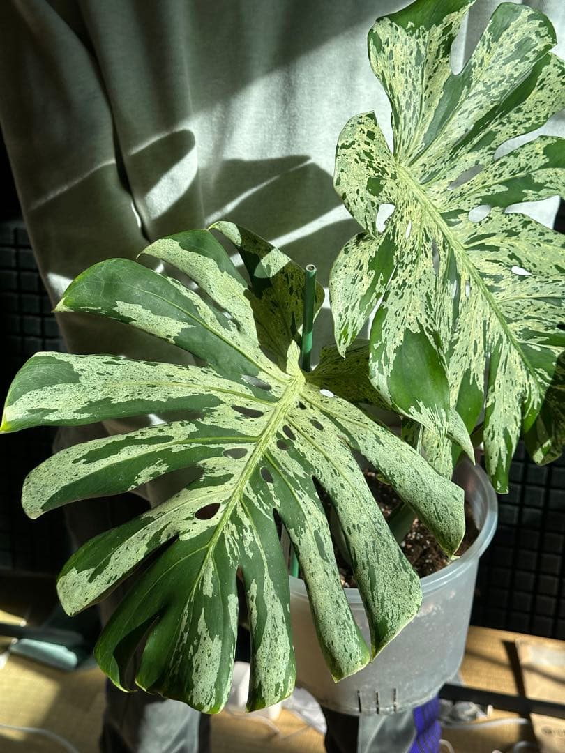史上最大級 モンステラ　バルバソウル　Monstera Bulbasaur