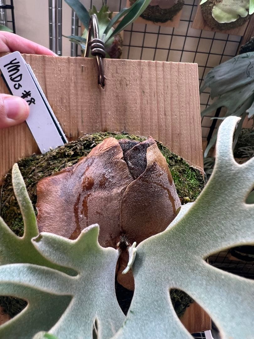 P.willinckii Totoro spore YMDs ビカクシダ⑧