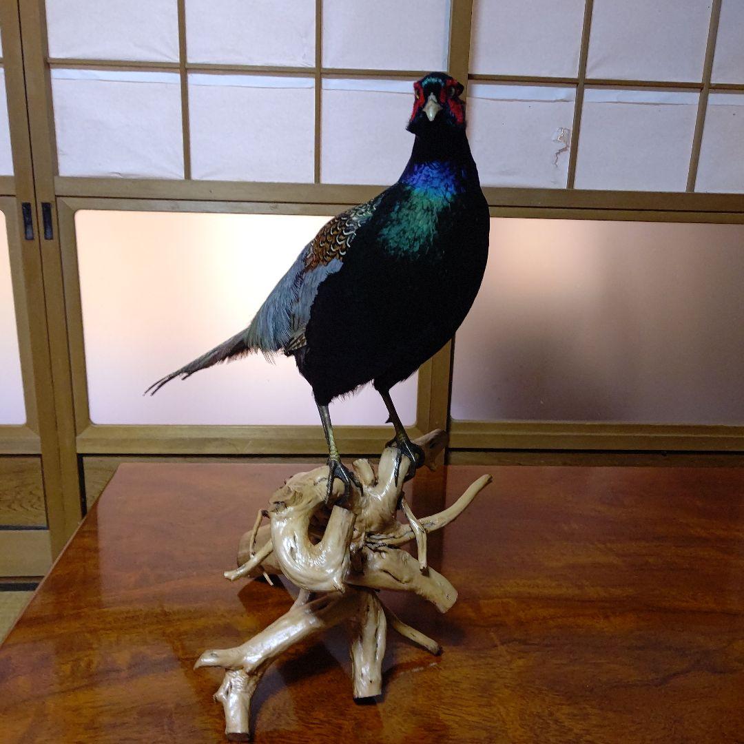 ‼️本物剥製‼️ 日本のキジ‼️プロが剥製‼️オマケ付き(o^－^o)