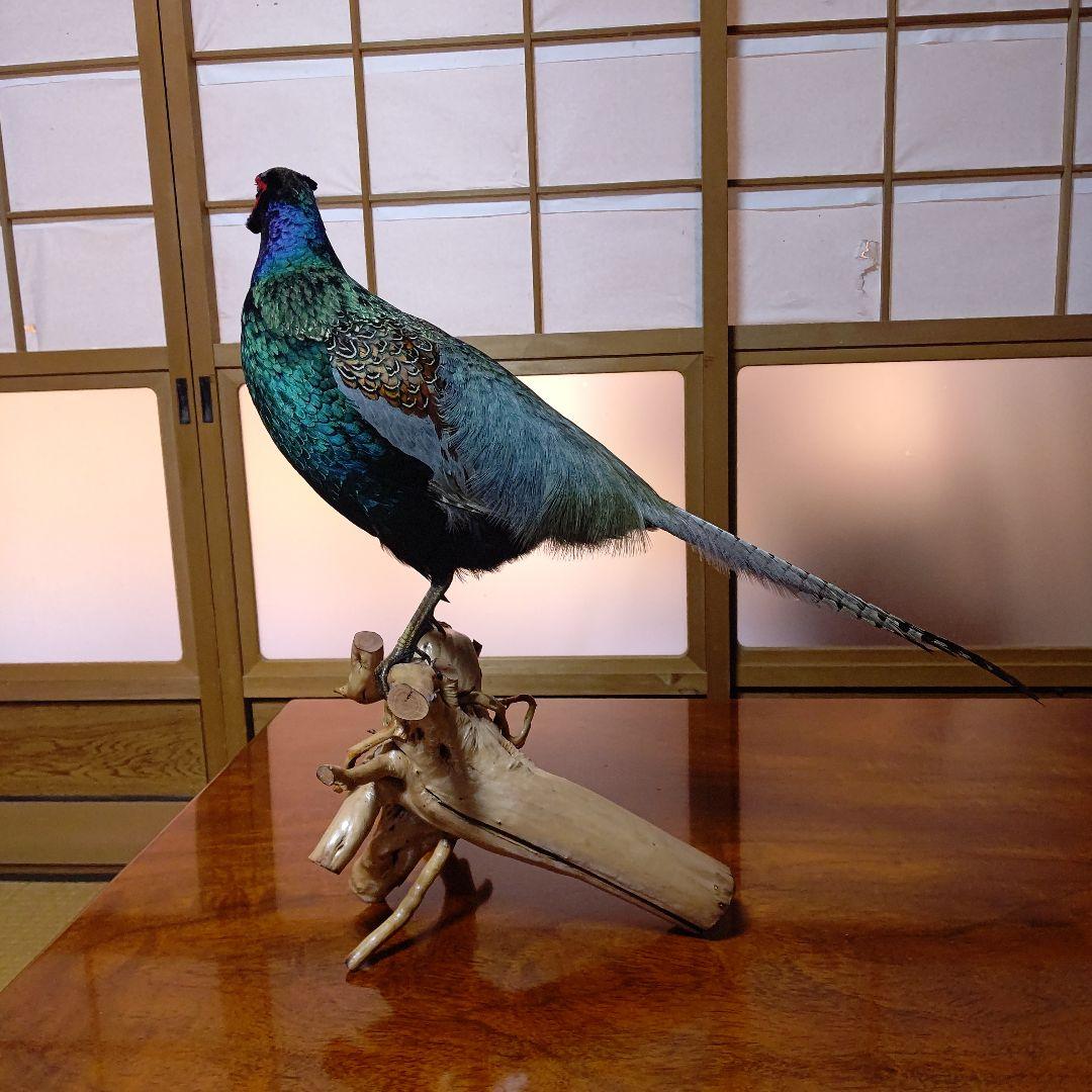 ‼️本物剥製‼️ 日本のキジ‼️プロが剥製‼️オマケ付き(o^－^o)