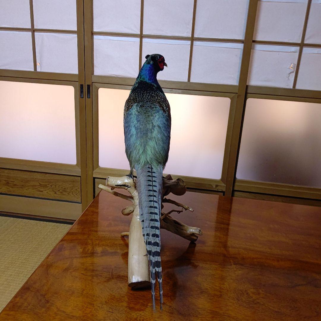 ‼️本物剥製‼️ 日本のキジ‼️プロが剥製‼️オマケ付き(o^－^o)