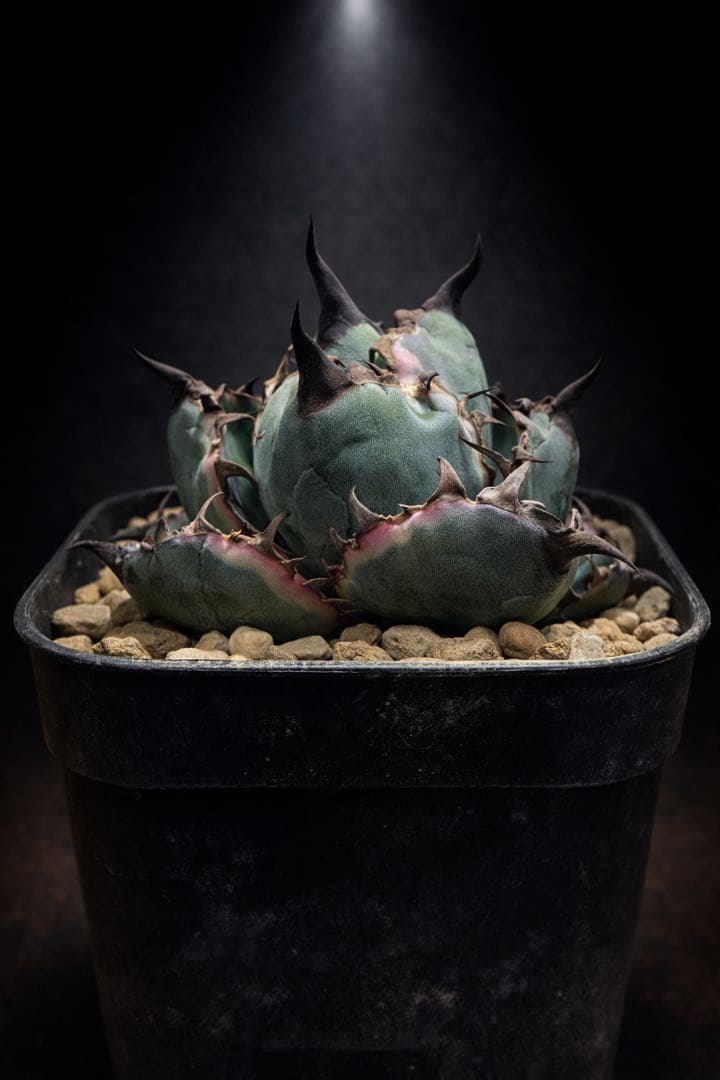 ブルーダイヤモンド　BB【ピンク斑入り】【ボール型】【台湾ナーセリー】