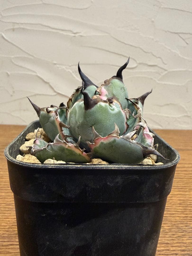 ブルーダイヤモンド　BB【ピンク斑入り】【ボール型】【台湾ナーセリー】