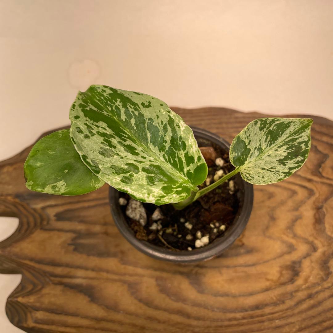 a 20品種保証！斑入り保証！Bulbasaurモンステラ バルバソーフシギダネ