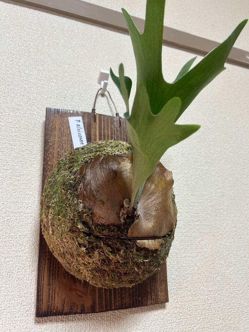 Platycerium alcicorne ビカクシダ 板付
