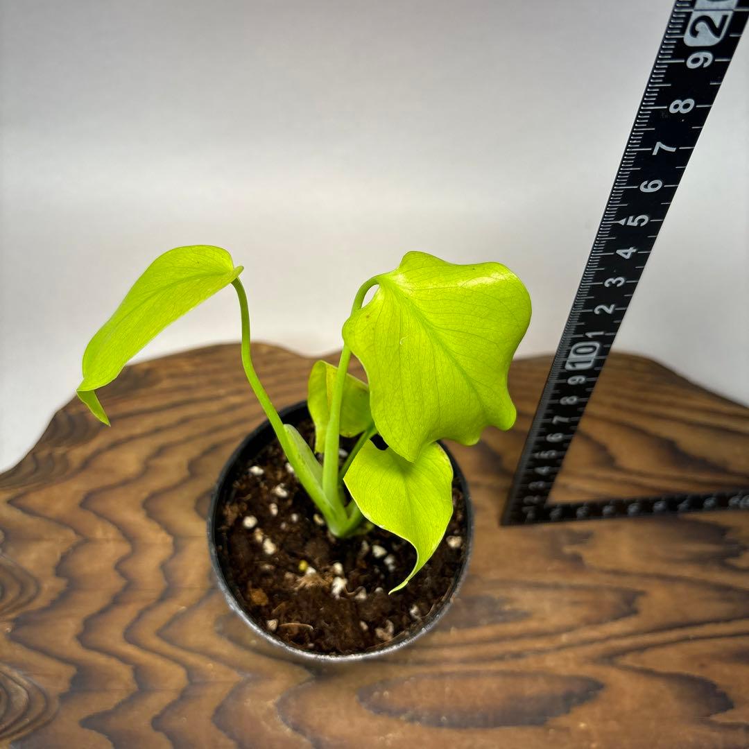 T*h様 モンステラ レモンライム Full Variegation lsw00