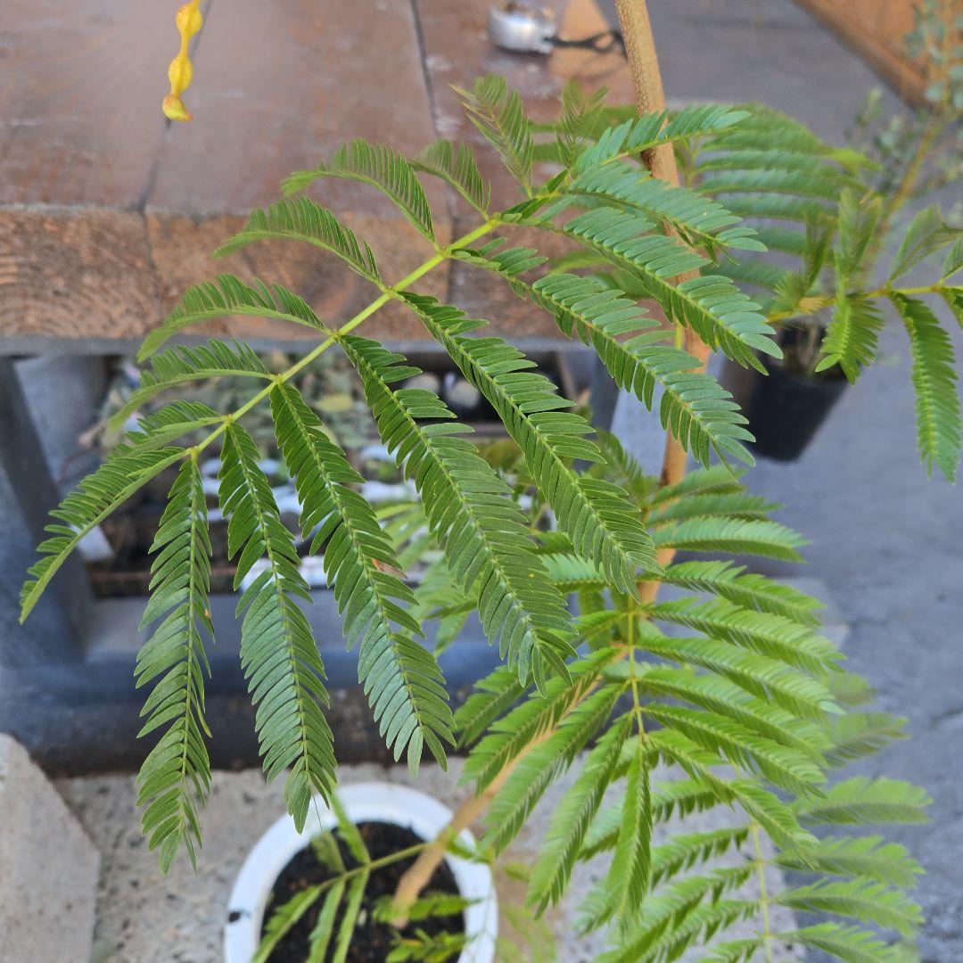 ②　エバーフレッシュ曲がり仕立て　7号特大苗木最高等級極上品‼️