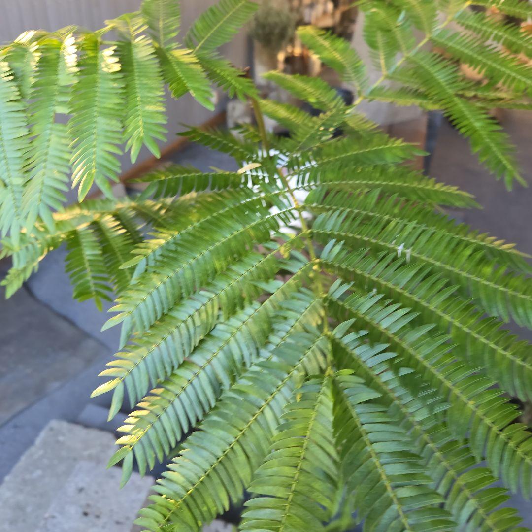 ②　エバーフレッシュ曲がり仕立て　7号特大苗木最高等級極上品‼️