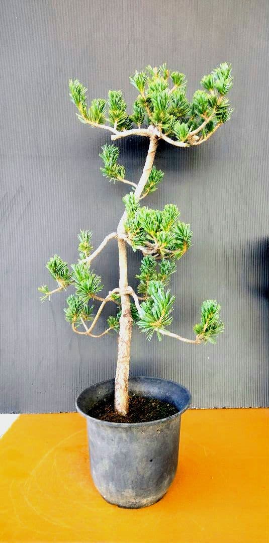 大品八房五葉松盆栽