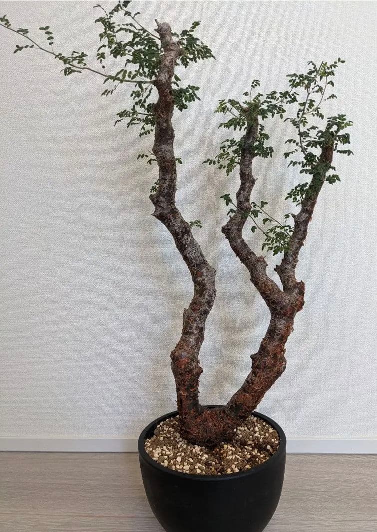 モンストローサ　　発根済