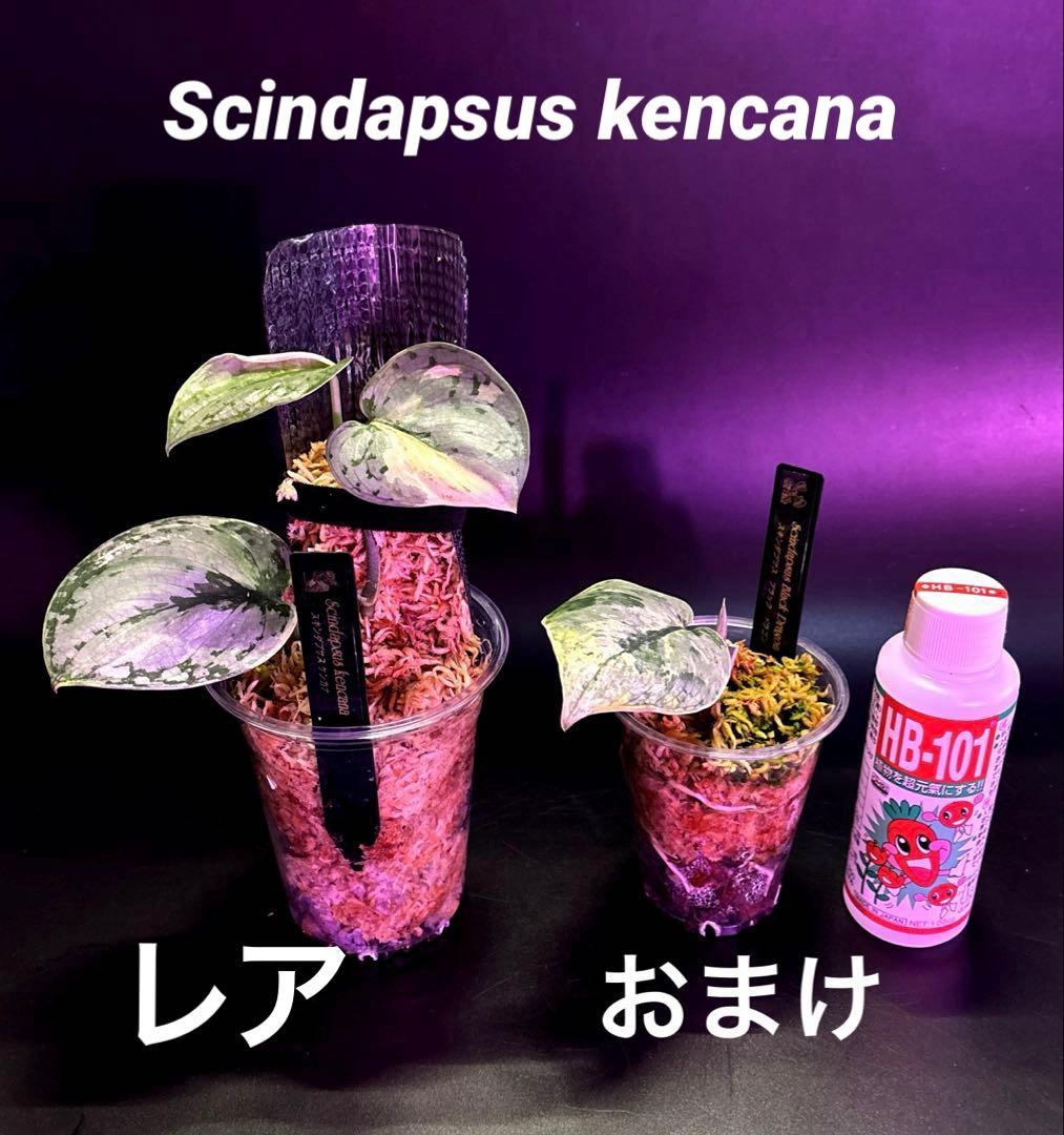 スキンダプサス ケンカナ 【レア】 ドラゴンのおまけ付き　L6