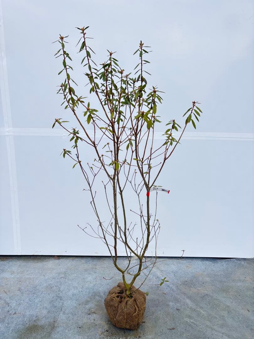 吉野ツツジ ヨシノツツジ 723 樹高1.3m位 吉野躑躅 ツツジ 半常緑低木