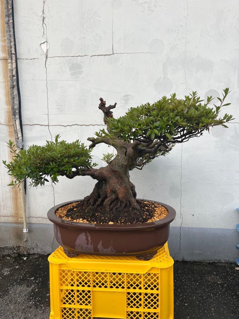 皐月 大盃(おおさかずき) 盆栽 素材 / 超極太幹