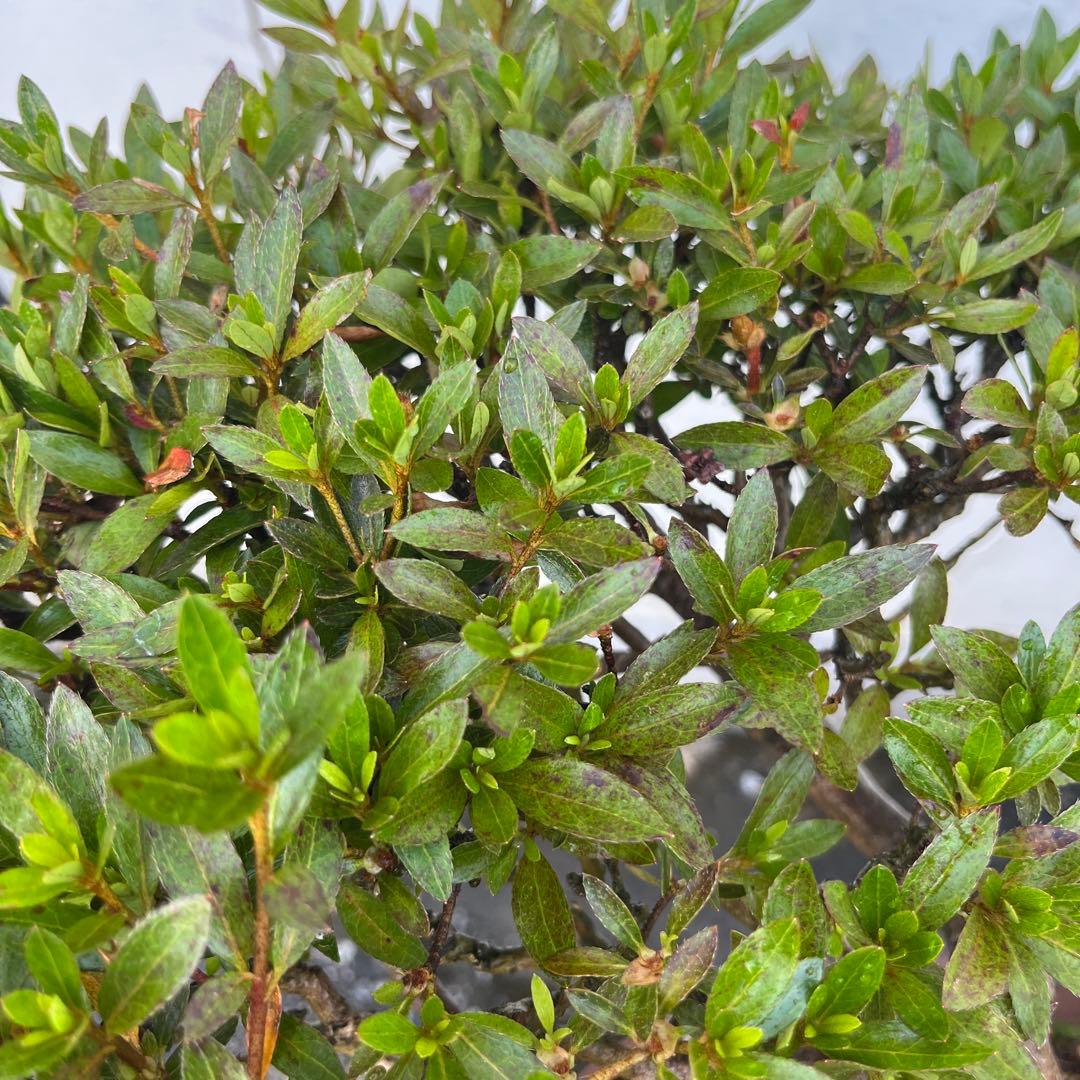 皐月 大盃(おおさかずき) 盆栽 素材 / 超極太幹