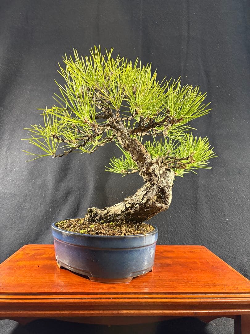 貴風盆栽、黒松、模様木(古木) やや傷や汚れあり